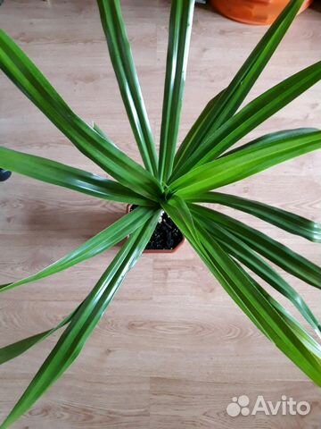 Пальма (Панданус)