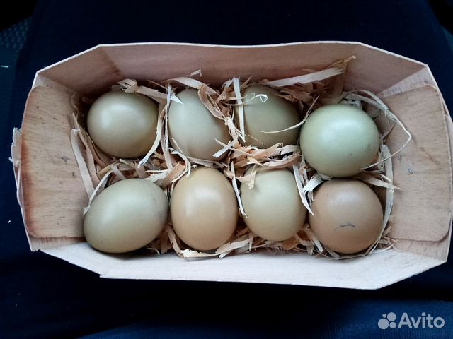 Инкубационное яйцо фазана купить. Яйцо фазана. Яйцо фазана цвет. Яичная охота. Какие яйца у фазана.