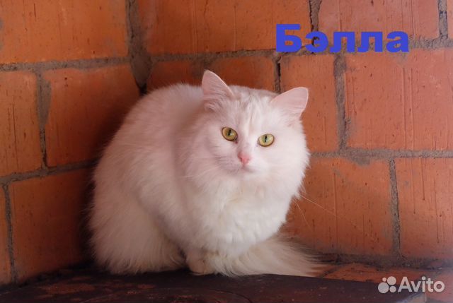 Кошки, коты и котята в ответственные руки купить на Зозу.ру - фотография № 4