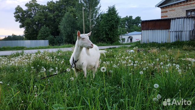 Заанинская коза купить на Зозу.ру - фотография № 1