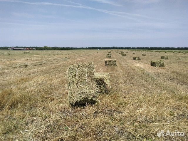 Сено луговое разнотравие этого года, солома на зак