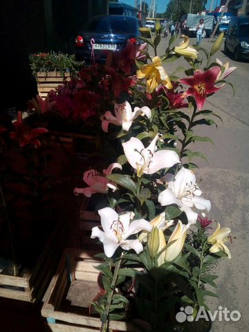 Продаются цветы Лилии. от Гибрид