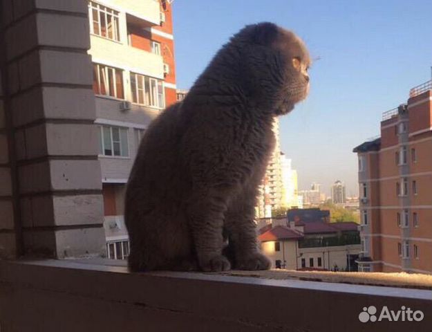 Вязка с котом