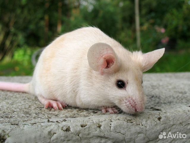 Мышь декоративная фото