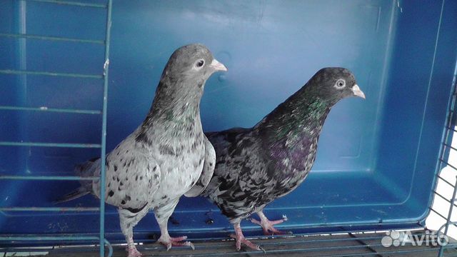 Продаются голуби мраморные бакинские купить на Зозу.ру - фотография № 3
