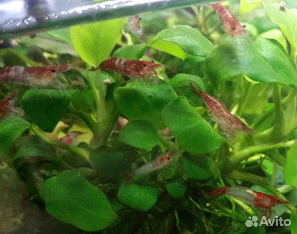 Креветки, аквариумные растения купить на Зозу.ру - фотография № 1