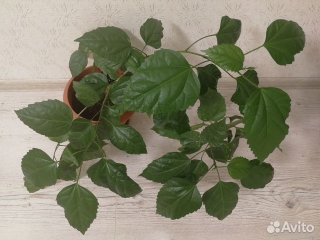 Гибискус (Китайская роза)