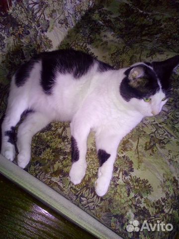 Кот в добрые руки