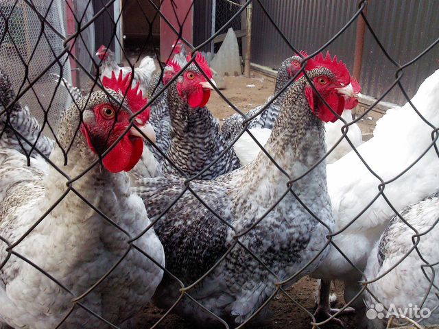 Цыплята маран,малин,легбар инкб. яйцо купить на Зозу.ру - фотография № 7