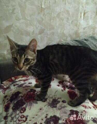 Ласковый Ёшкин - котенок в хорошие ручки