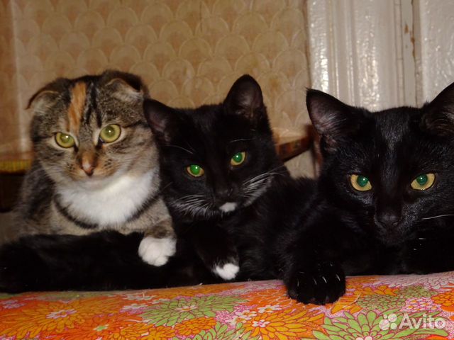 Домашние котята купить на Зозу.ру - фотография № 10