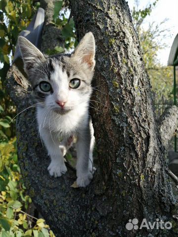 Котенок мальчик, к лотку приучен, привит Котенок мальчик, к лотку приучен, привит