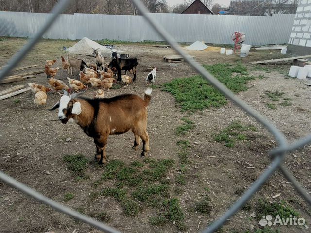 Продаётся нубийский козёл купить на Зозу.ру - фотография № 9