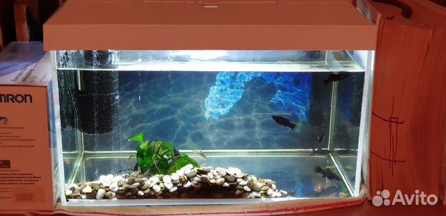 Продам аквариум с рыбками купить на Зозу.ру - фотография № 2