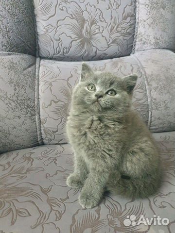 Котёнок шотландка купить на Зозу.ру - фотография № 2