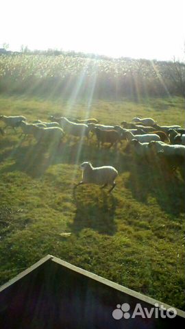 Овцы ягнята бараны купить на Зозу.ру - фотография № 1