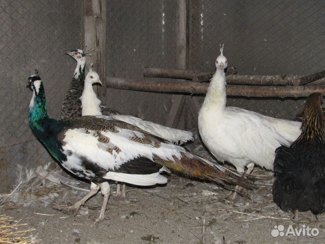 Китайские шелковые куры (белые) и павлины купить на Зозу.ру - фотография № 6