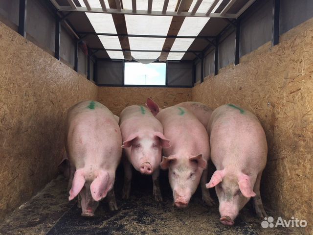 Реализуем свиней живым весом оптом от100-150кг купить на Зозу.ру - фотография № 1