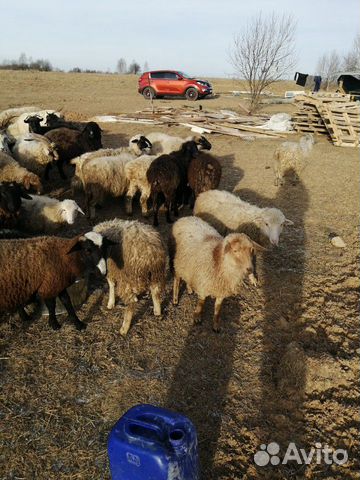 Бараны, овцы, ягнята, баранина купить на Зозу.ру - фотография № 2