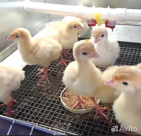 Суточные и подрощенные цыплята купить на Зозу.ру - фотография № 6