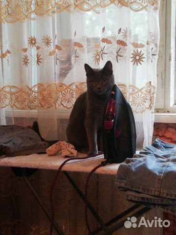Кот Кот