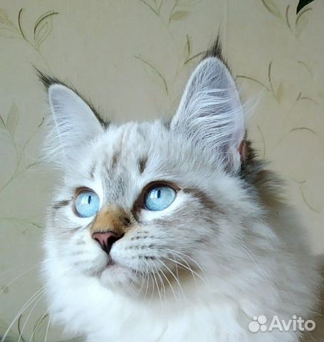 Бронирование котят купить на Зозу.ру - фотография № 10