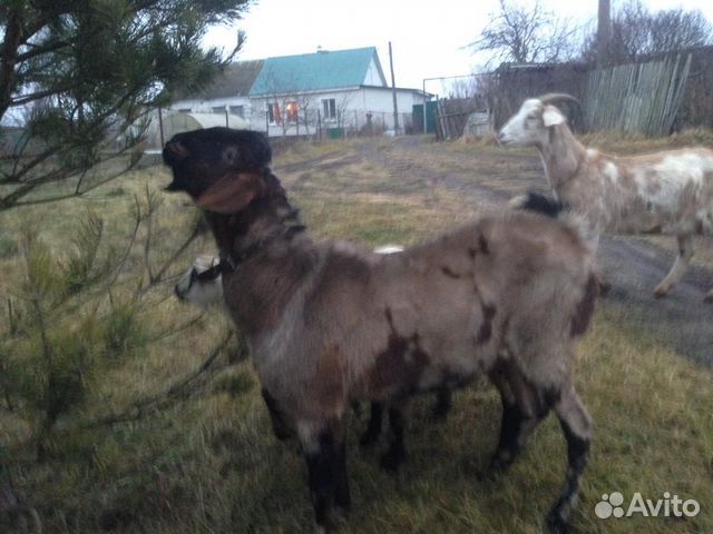 Продается нубийский козел или для вязки купить на Зозу.ру - фотография № 2