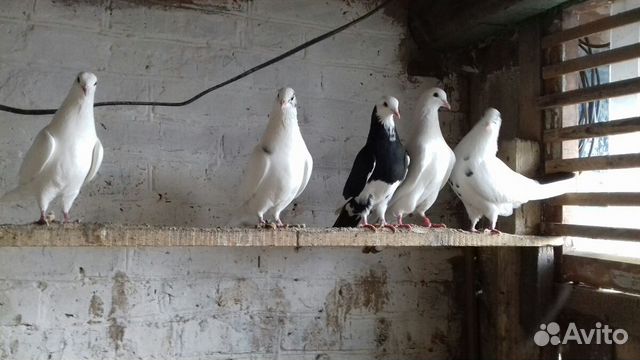 Бойные голуби купить на Зозу.ру - фотография № 7