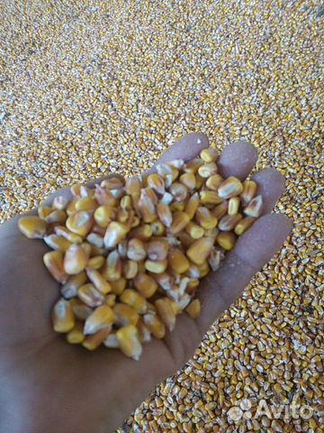 Ячмень кукуруза солома пшеничная купить на Зозу.ру - фотография № 5