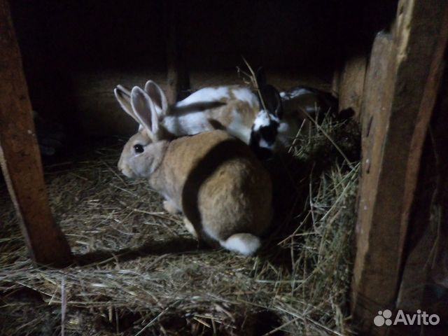 Кролики 11 месячные на племя купить на Зозу.ру - фотография № 1