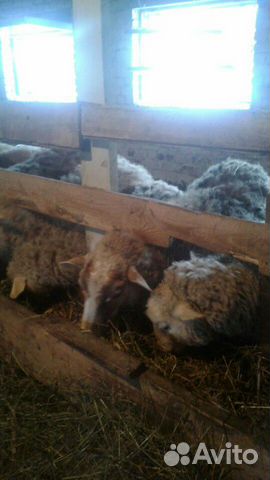 Продам баран и овец парода Куйбышева купить на Зозу.ру - фотография № 5