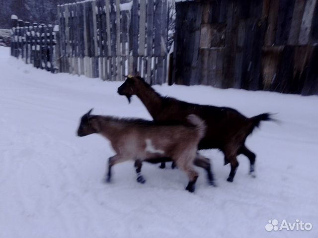 Козлик от высокоудойной козы купить на Зозу.ру - фотография № 6