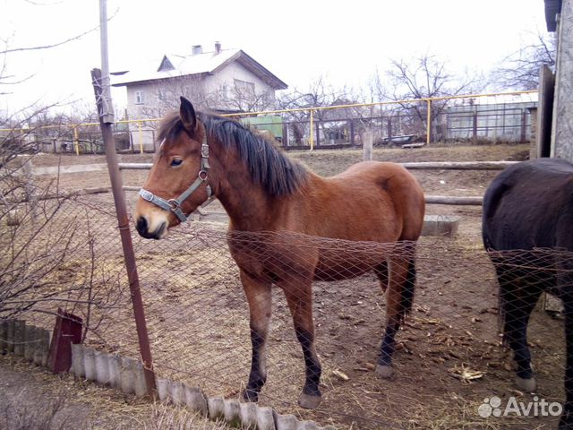 Продам лошадей купить на Зозу.ру - фотография № 7