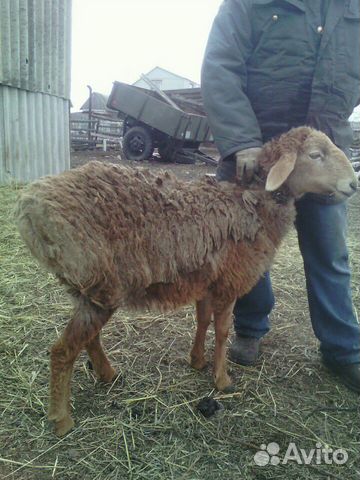 Эдельбаевская овца с ягнёнком от гиссарского баран купить на Зозу.ру - фотография № 3