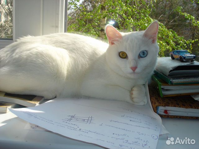 Вязка без оплаты с котом красавцем купить на Зозу.ру - фотография № 3