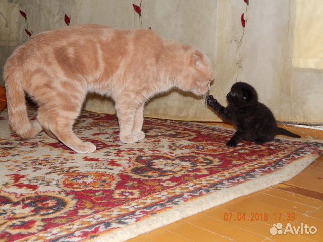 Кот ищет кошку вязка купить на Зозу.ру - фотография № 10