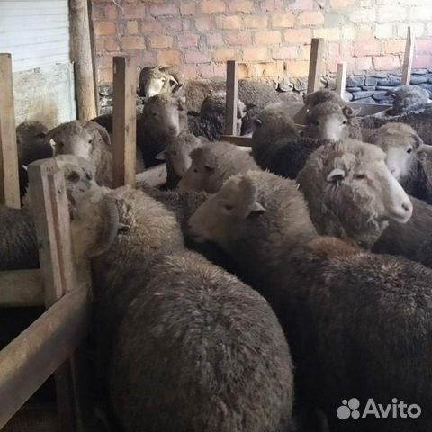 Овцы Качкари 55 шт купить на Зозу.ру - фотография № 5