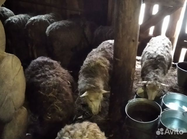 Молодые овцы на разведение купить на Зозу.ру - фотография № 1