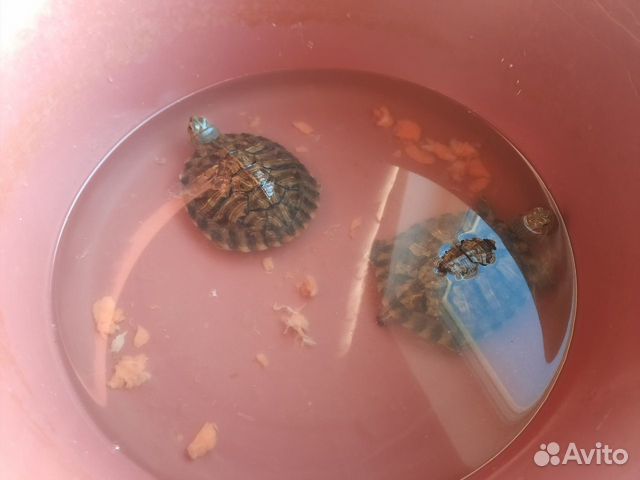 2 Черепахи с их "домом" купить на Зозу.ру - фотография № 1