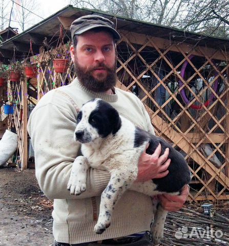 Среднеазиатская овчарка щенки алабая купить на Зозу.ру - фотография № 6