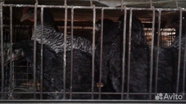 Продам молодок, петушков, цыплят Доминант107 и 149 купить на Зозу.ру - фотография № 1