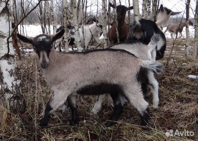 Козочки, козлики, дойные козы купить на Зозу.ру - фотография № 4