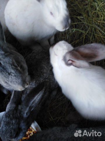 Кролики помесных пород купить на Зозу.ру - фотография № 3