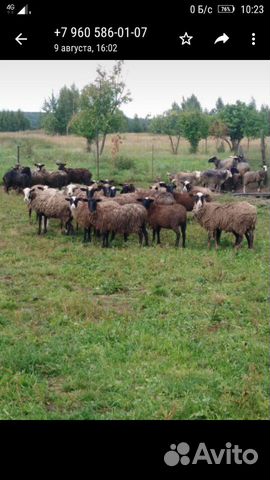 Продается Овцы барашки ярочки разного возроста купить на Зозу.ру - фотография № 3