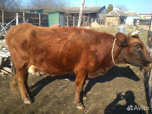 Корова и теленок (бычок) купить на Зозу.ру - фотография № 2