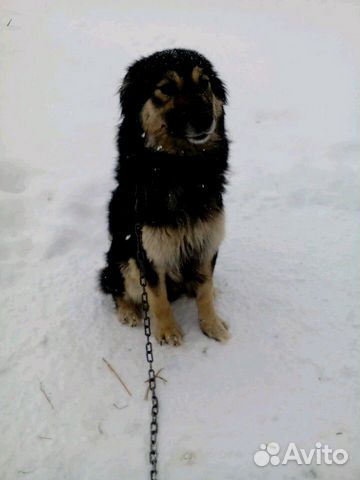 Собака Сашенька, годовалая, умница купить на Зозу.ру - фотография № 1