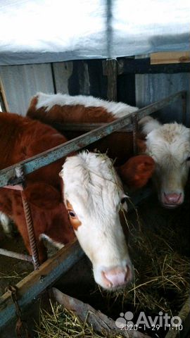 2 стельные коровы и 6 телят купить на Зозу.ру - фотография № 2