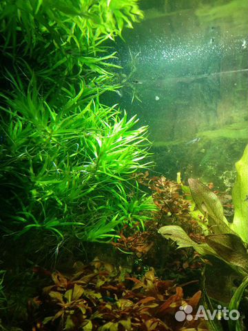 Рыбки аквариумные, растения купить на Зозу.ру - фотография № 8
