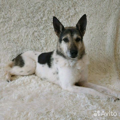 Собака Фасолька в добрую семью купить на Зозу.ру - фотография № 1