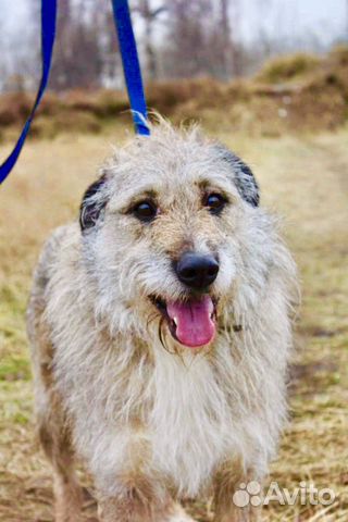 Отдам в хорошие руки, метис лакенуа